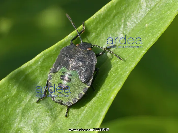 : Green Shield Bug - final instar nymph : Green Shield Bug - final instar nymph