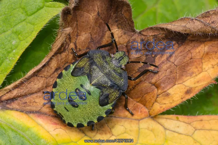 : green shield bug - Palomena prasina, Castlewellan : green shield bug - Palomena prasina, Castlewellan