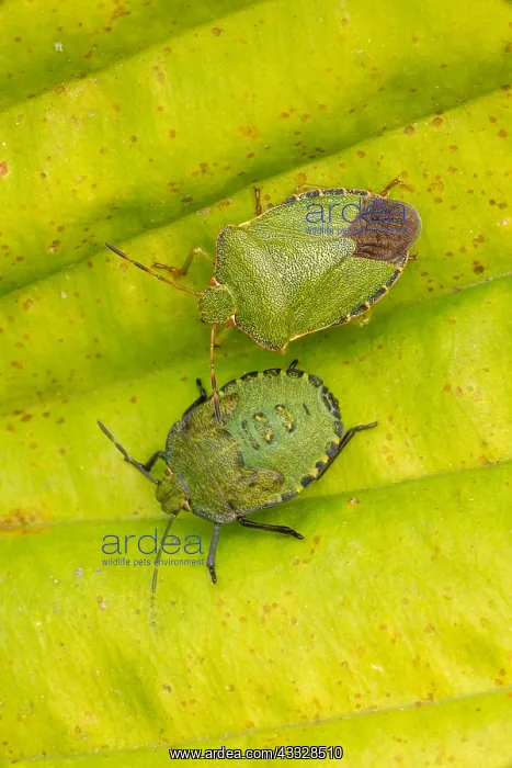 : green shield bug - Palomena prasina, Castlewellan : green shield bug - Palomena prasina, Castlewellan