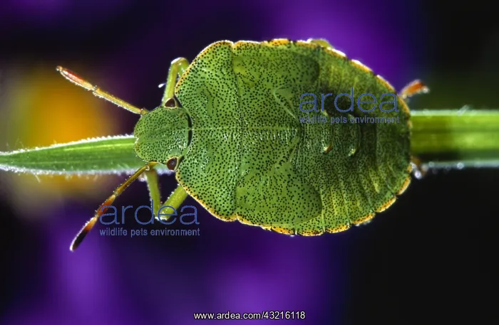 : Green Shield Bug (Palomena prasina) in close up : Green Shield Bug (Palomena prasina) in close up