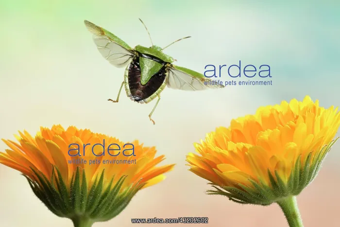 : Green shield bug (Palomena prasina), in flight : Green shield bug (Palomena prasina), in flight