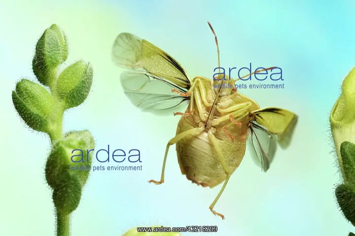 : Green shield bug (Palomena prasina), in flight : Green shield bug (Palomena prasina), in flight