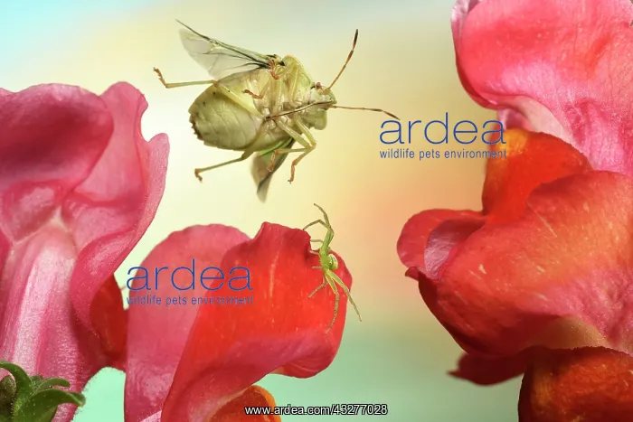 : Green shield bug (Palomena prasina) in flight on : Green shield bug (Palomena prasina) in flight on