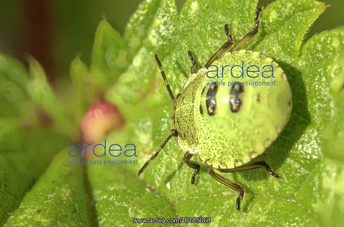 : Green shield bug (Palomena prasina) Larva, Hesse : Green shield bug (Palomena prasina) Larva, Hesse