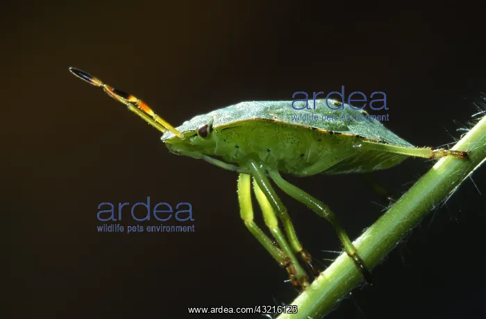 : Green Shield Bug (Palomena prasina) on a plant : Green Shield Bug (Palomena prasina) on a plant