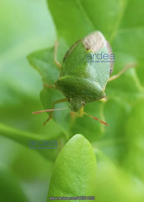  : Green shield bug (Palomena prasina), sitting well