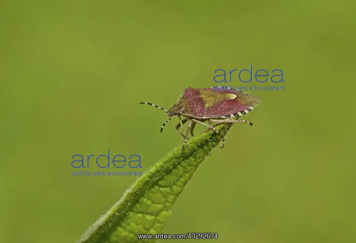 : Green Shield Bug - resting on top of leaf - Summer : Green Shield Bug - resting on top of leaf - Summer