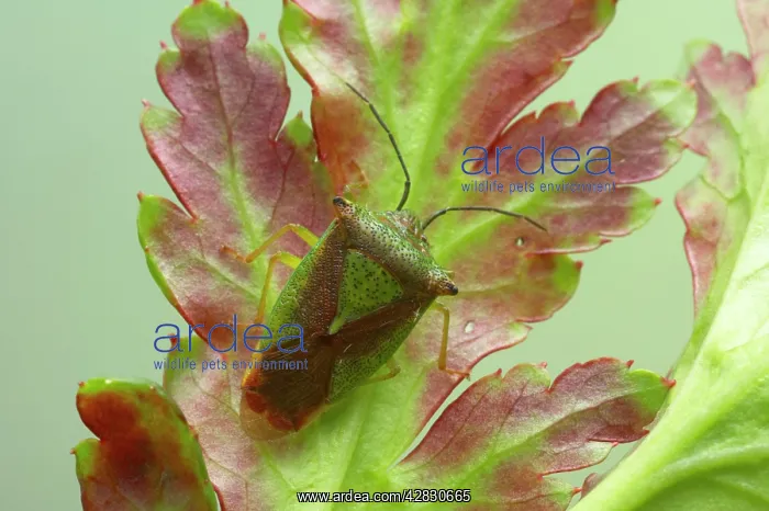 : Green Shield Bug / Stink bug : Green Shield Bug / Stink bug