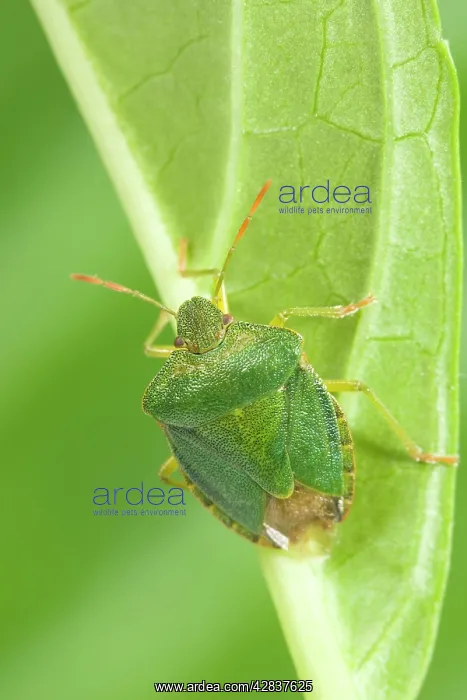 : Green Shield Bug / Stink bug : Green Shield Bug / Stink bug