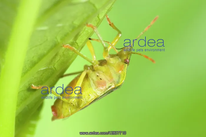  : Green Shield Bug  /  Stink bug