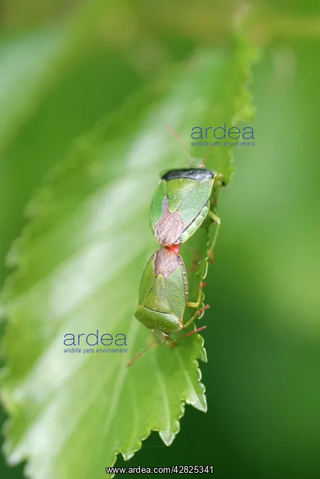 : Green Shield Bug / Stink bug - Mated pair : Green Shield Bug / Stink bug - Mated pair