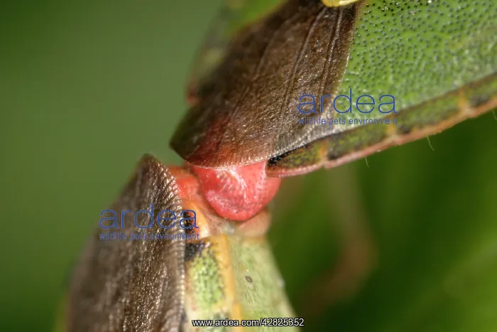: Green Shield Bug / Stink bug - Mated pair x4 mag : Green Shield Bug / Stink bug - Mated pair x4 mag