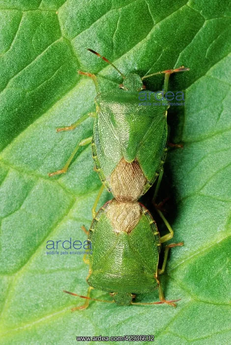 : Green Shield Bug / Stink bug - mating pair : Green Shield Bug / Stink bug - mating pair