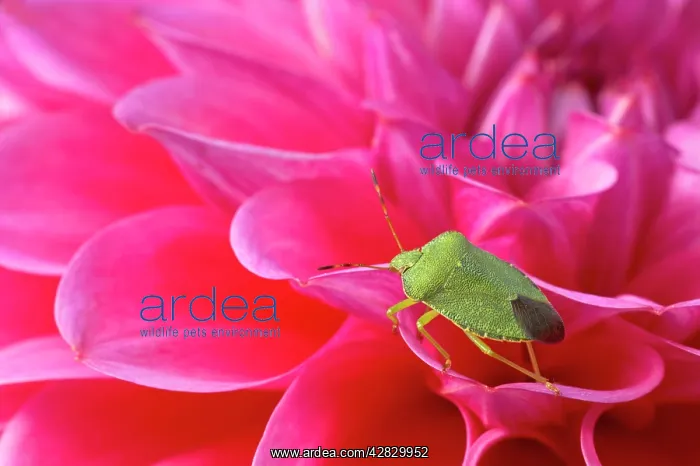 : Green Shield Bug / Stink bug - On Pink Dahlia : Green Shield Bug / Stink bug - On Pink Dahlia