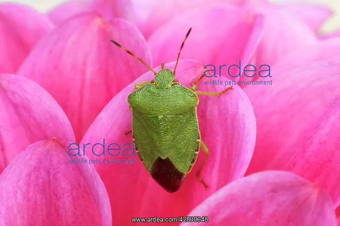 : Green Shield Bug / Stink bug - On Pink Dahlia : Green Shield Bug / Stink bug - On Pink Dahlia