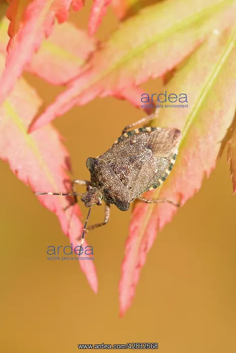 : Green Shield Bug / Stink bug - Sunning on Maple : Green Shield Bug / Stink bug - Sunning on Maple