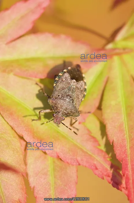 : Green Shield Bug / Stink bug - Sunning on Maple : Green Shield Bug / Stink bug - Sunning on Maple