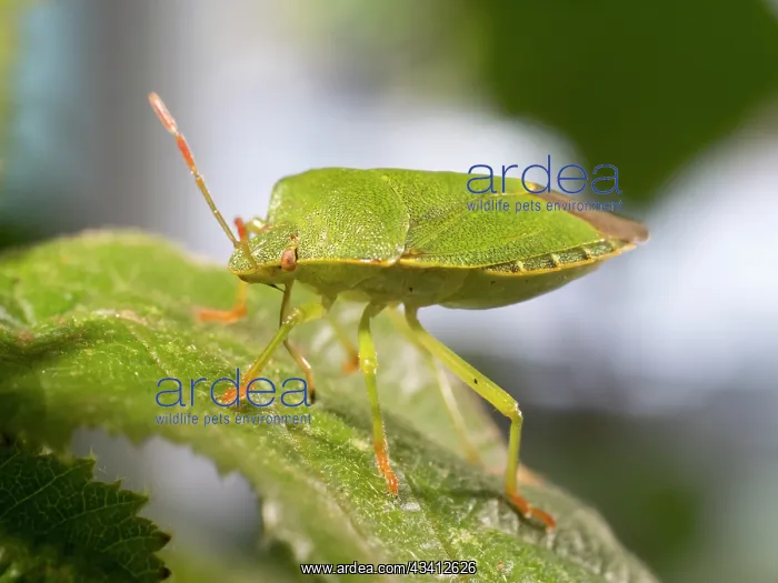 : Green Shield Bug - UK : Green Shield Bug - UK