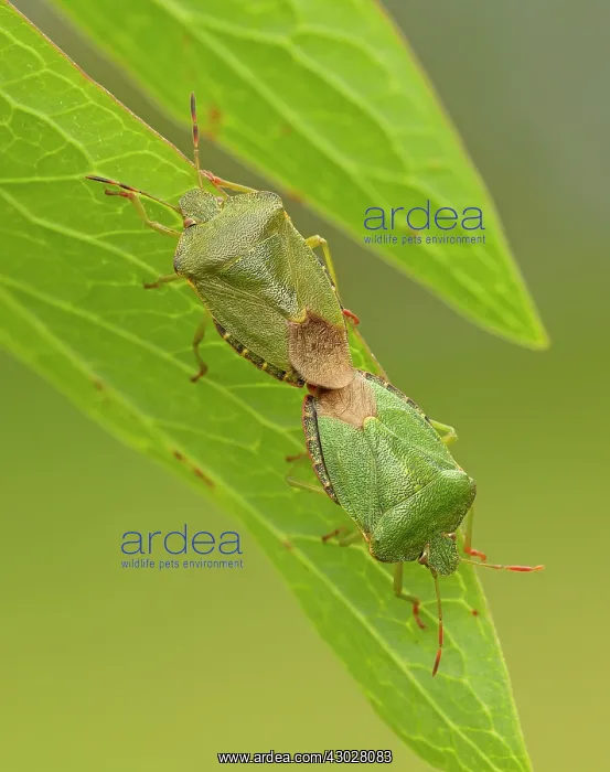 : Green Shield Bugs mating on Peony leaf May garden : Green Shield Bugs mating on Peony leaf May garden