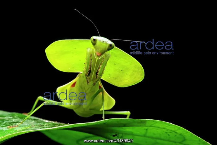  : Green Shield Mantis (Rhombodera basalis), Chocn