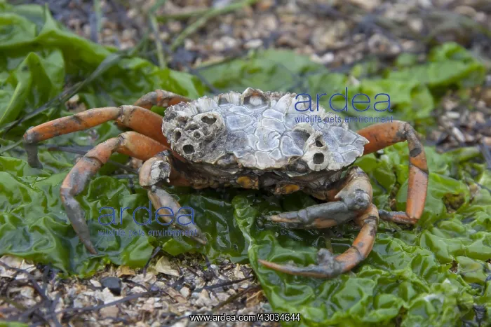 : Green Shore Crab / Green Crab / Common Shore Crab : Green Shore Crab / Green Crab / Common Shore Crab