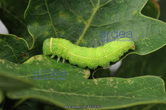 : Green silver-lines caterpillar : Green silver-lines caterpillar
