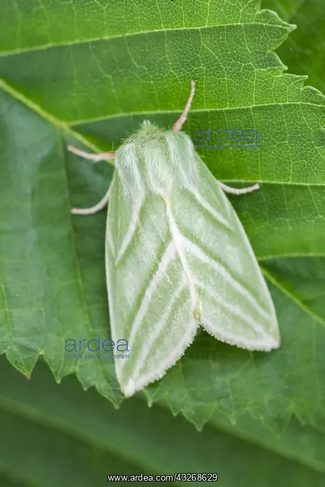 : Green Silver-lines - Norfolk UK : Green Silver-lines - Norfolk UK