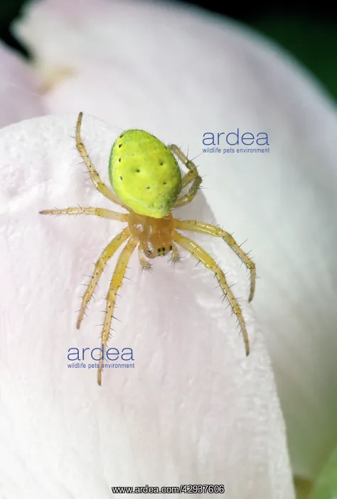  : Green Spider