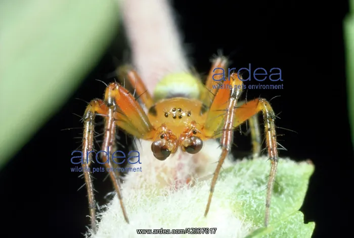 : Green Spider - male showing palps : Green Spider - male showing palps