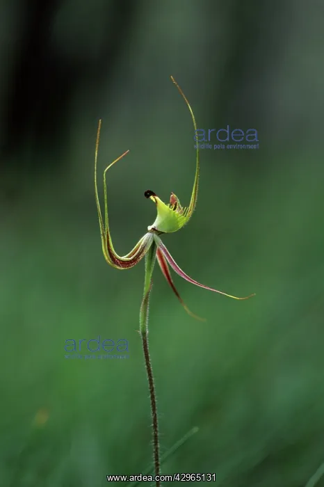 : Green Spider Orchid : Green Spider Orchid