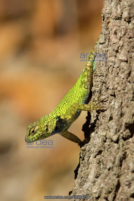 : Green Spiny Lizard : Green Spiny Lizard