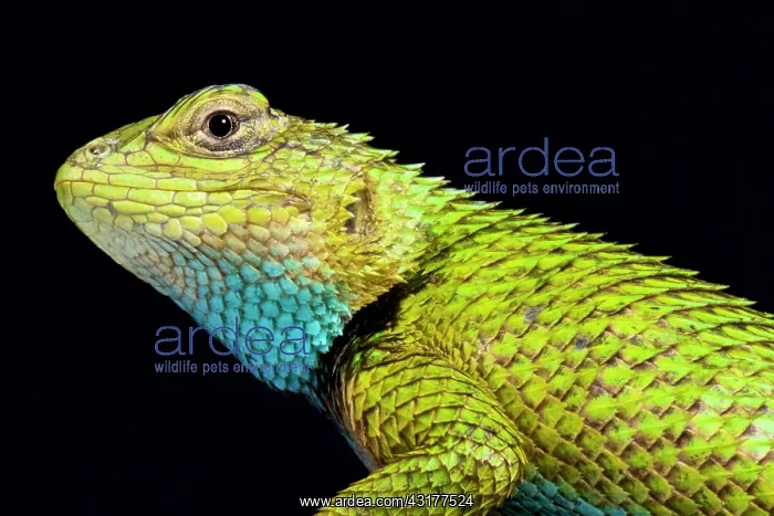 : Green spiny lizard (Sceloporus malachiticus), Mexico : Green spiny lizard (Sceloporus malachiticus), Mexico