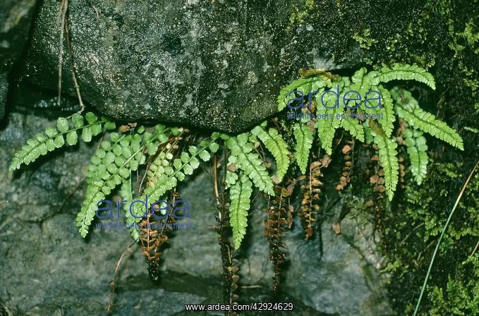 : Green Spleenwort Fern : Green Spleenwort Fern