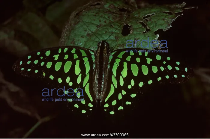 : Green Spotted Triangle Butterfly : Green Spotted Triangle Butterfly