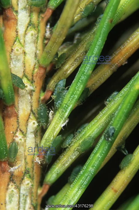 : Green spruce aphid : Green spruce aphid