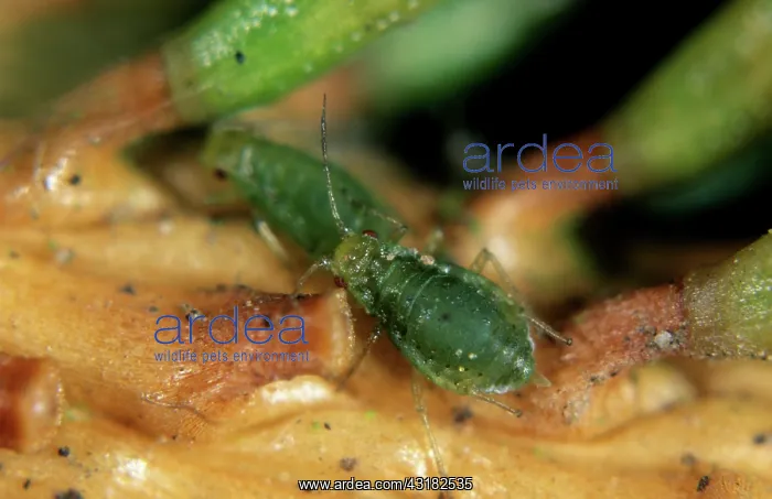 : Green spruce aphid : Green spruce aphid