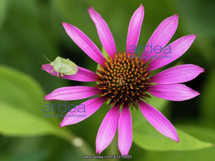 : Green Stink Bug - sitting on Coneflower in garden : Green Stink Bug - sitting on Coneflower in garden