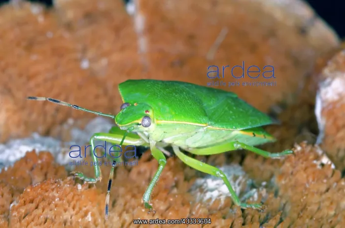 : Green Stinkbug Adult : Green Stinkbug Adult
