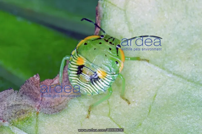 : Green Stinkbug Nymph : Green Stinkbug Nymph
