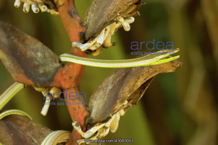  : Green-striped Vine Snake
