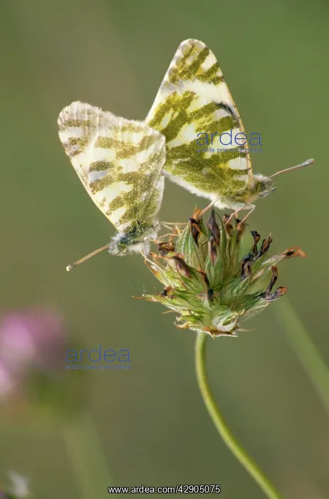 : Green-striped White Butterfly - couple mating : Green-striped White Butterfly - couple mating