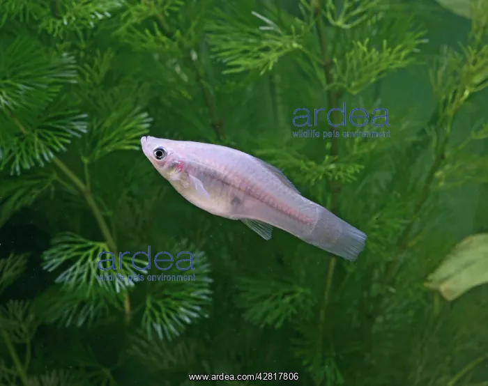 : Green swordtail - side view - female : Green swordtail - side view - female