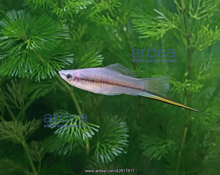 : Green swordtail - side view - male : Green swordtail - side view - male