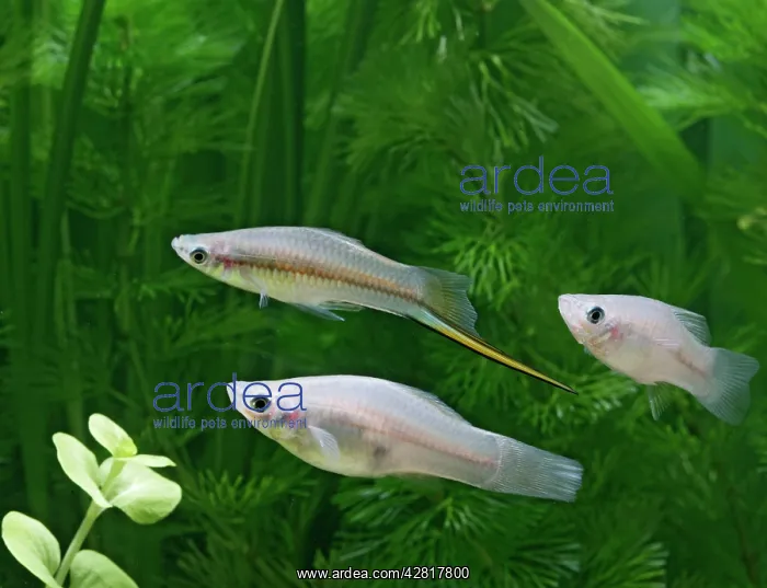 : Green swordtail - side view - male with females : Green swordtail - side view - male with females