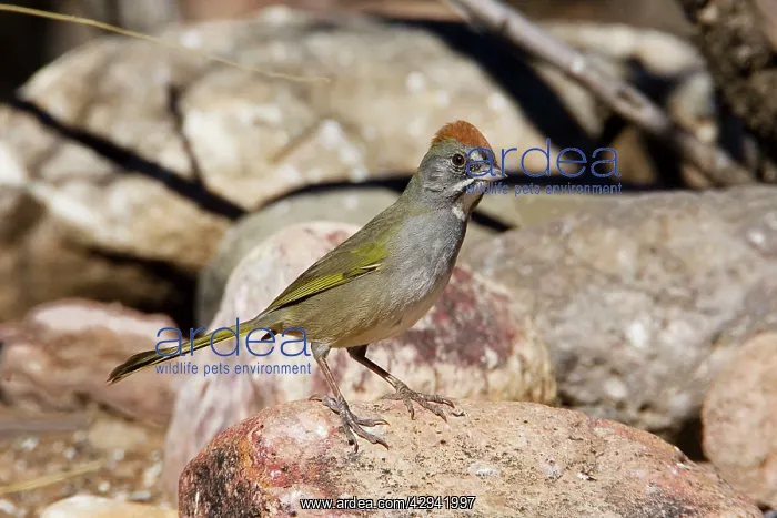 : Green-tailed Towhee : Green-tailed Towhee