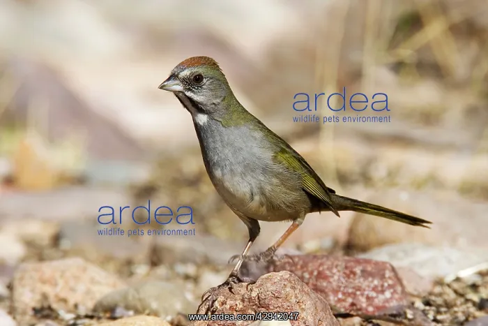 : Green-tailed Towhee : Green-tailed Towhee