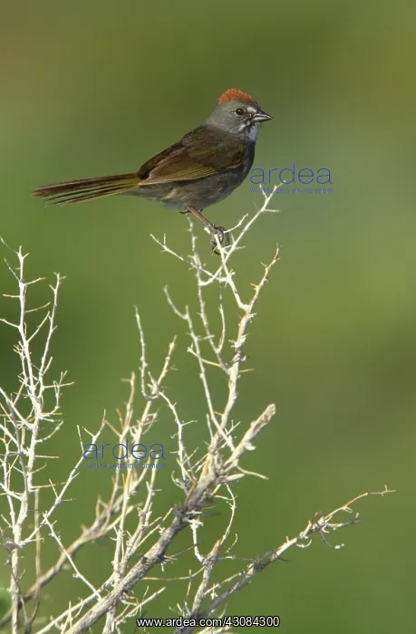 : Green-tailed Towhee : Green-tailed Towhee