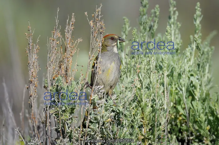 : Green-tailed Towhee - with green worm in beak : Green-tailed Towhee - with green worm in beak