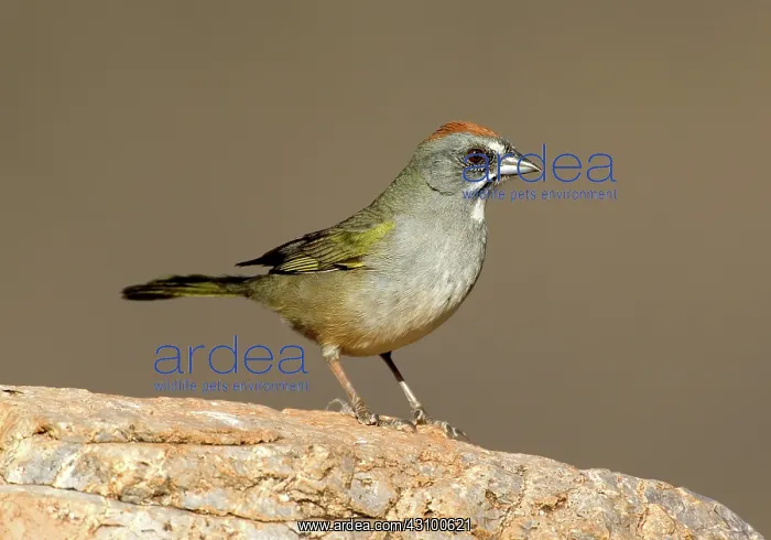 : Green-tailed Towhee (Pipilo chlorurus) : Green-tailed Towhee (Pipilo chlorurus)