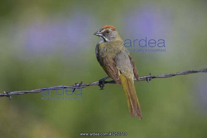 : Green-tailed Towhee - Pipilo chlorurUS - Perched : Green-tailed Towhee - Pipilo chlorurUS - Perched